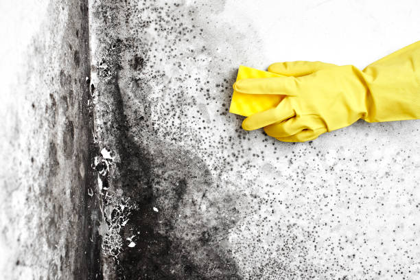 Best Black Mold Removal  in Pink, OK